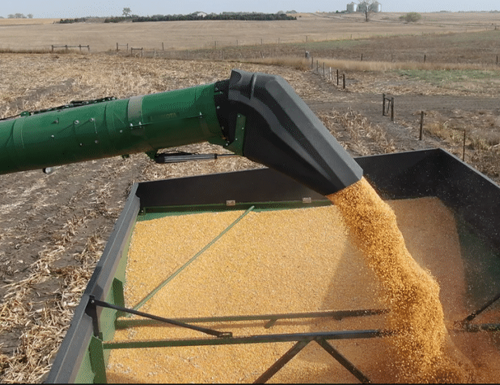 grain angur